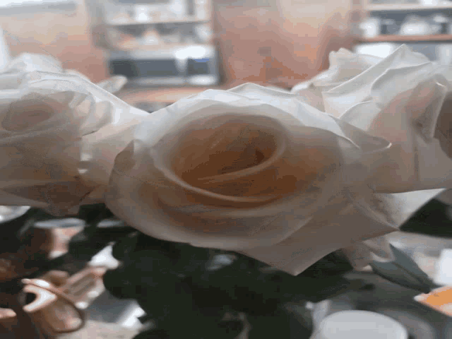 a close up of a white rose with a green stem