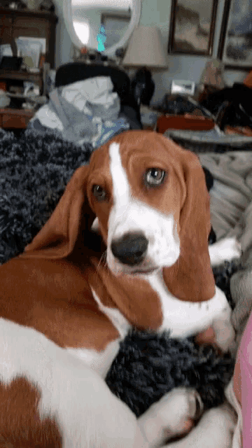a brown and white dog laying down on a bed