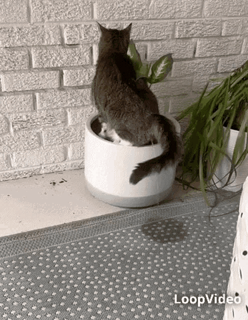 a cat is sitting in a potted plant on a rug next to a brick wall .