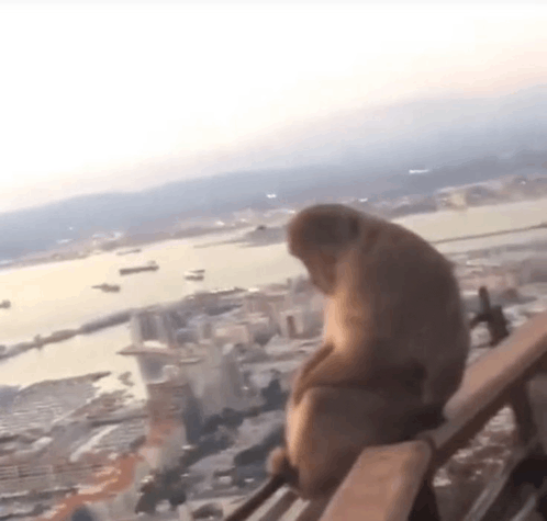a monkey sitting on a railing overlooking a city .