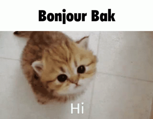 Bak Bak Cat GIF - Bak Bak Cat Bonjour Bak GIFs