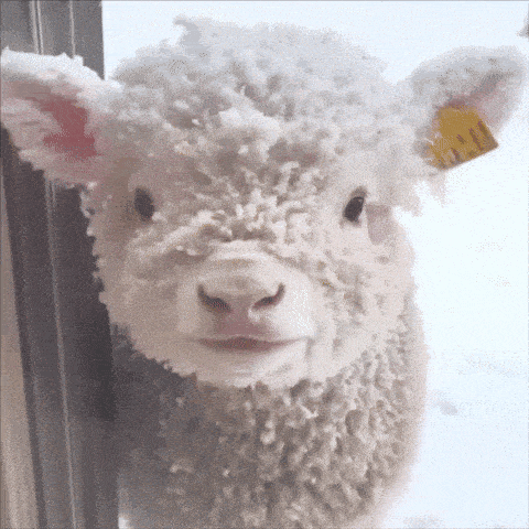 a close up of a sheep covered in snow looking at the camera