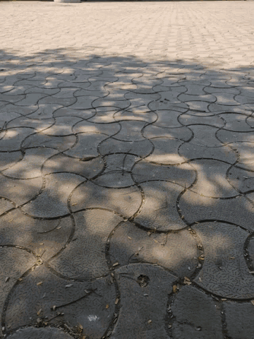 a shadow of a tree is cast on a tiled floor