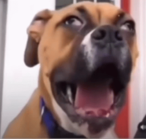 Doggo Yawning GIF - Doggo Yawning GIFs