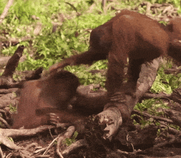 two orangutans are playing with each other on a tree trunk