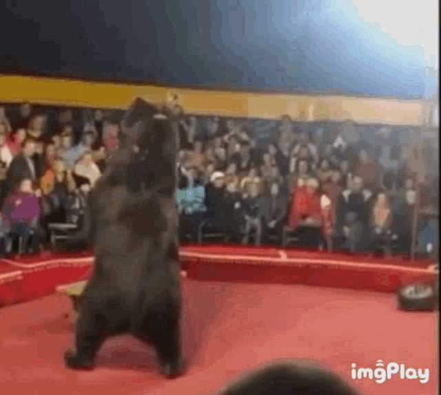 Bear Bear Attack GIF - Bear Bear Attack Kick GIFs