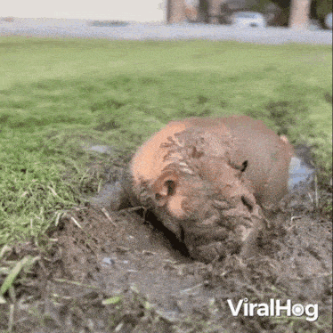 Playing In The Mud Dog GIF - Playing In The Mud Dog Viralhog GIFs