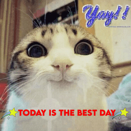 Jaymee Waymee Today Is The Best Day Cat GIF - Jaymee Waymee Today Is The Best Day Cat Best Day GIFs
