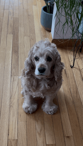 a cocker spaniel is sitting on a wooden floor and looking at the camera