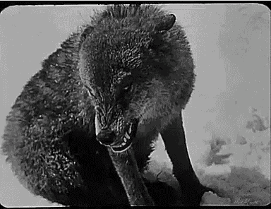 a black and white photo of a wolf with big tusks .