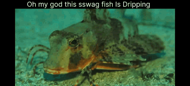Swag Fish GIF - Swag Fish Swag Fish GIFs