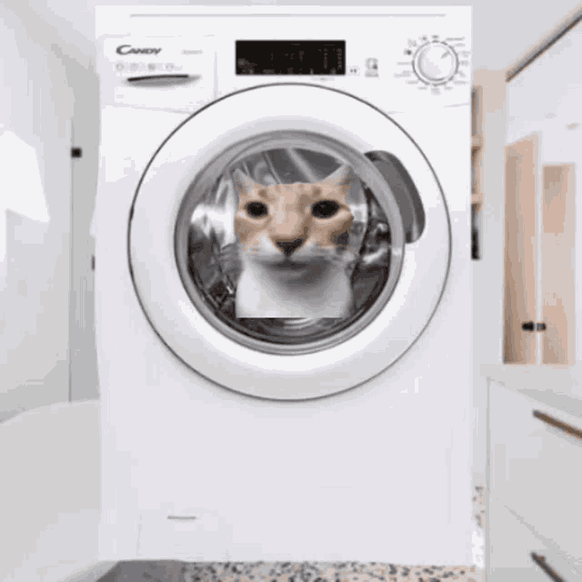 Cat Washing GIF - Cat Washing Machine GIFs