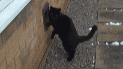 a black cat is standing next to a brick wall on the sidewalk .