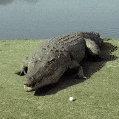 a crocodile is laying on the grass near the water