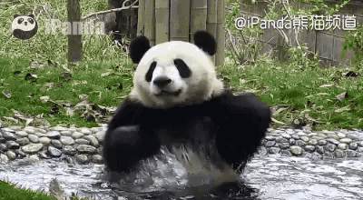 滚滚，熊猫，戏水 GIF - Gun Gun Panda Swim GIFs