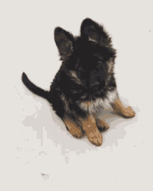 a german shepherd puppy is sitting on the floor with its ears up and looking at the camera .