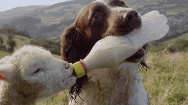 Teamwork Makes The Dream Work GIF - Animals Lamb Dog GIFs