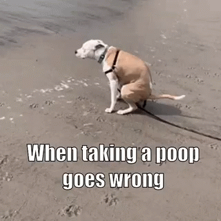 Dog Pooping GIF - Dog Pooping GIFs