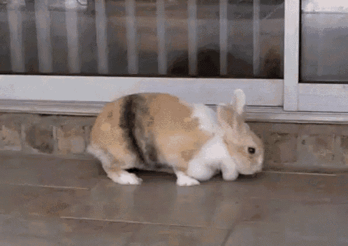 Bunny Rabbit GIF - Bunny Rabbit Sleepy GIFs