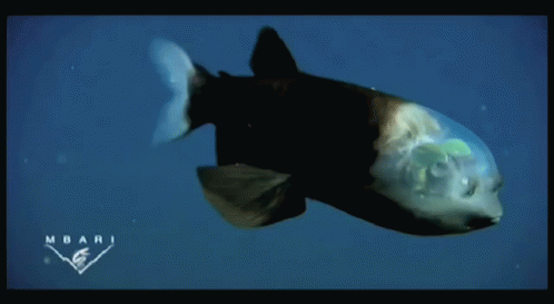 This Fish Has See-through Head! GIF - Weird Animals Fish GIFs