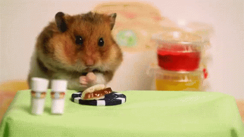 Tiny Hamster Eating Tiny Hot Dog GIF - Hamster Hamster Eating Hamster Eating Hot Dog GIFs