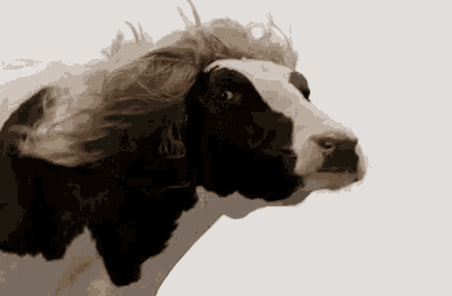 Cowcow GIF - Cowcow Cow GIFs
