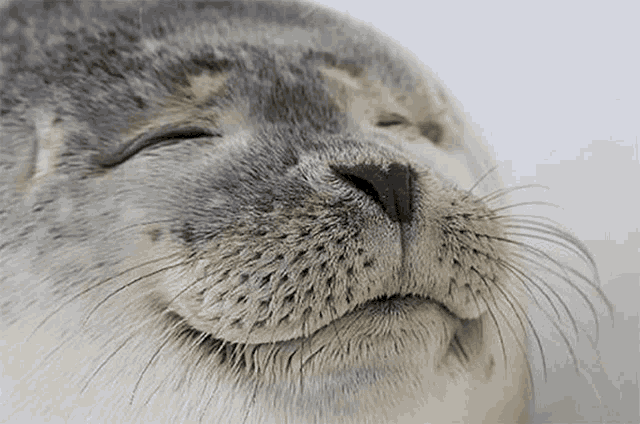 Seal Seal Of Approval GIF