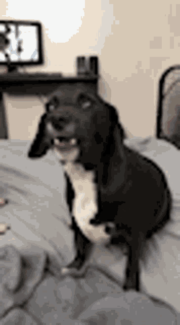 a black and white dog is sitting on a bed and looking at the camera .