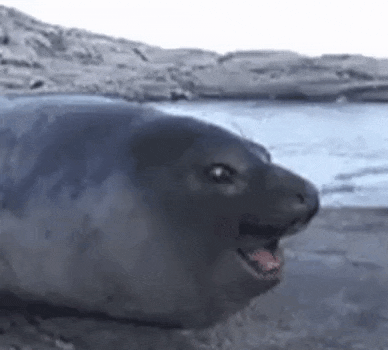 a close up of a seal with its mouth open and its tongue hanging out .