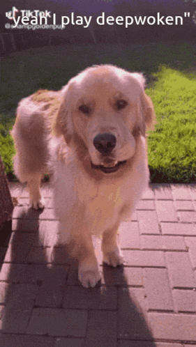 a dog standing on a brick walkway with the caption " yeah i play deepwoken "