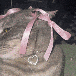 a cat wearing a pink ribbon around its ear