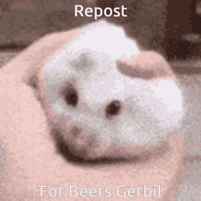 a person holding a white hamster with the words repost for beers gerbil