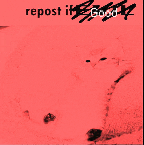 a red background with a cat and the words " repost if good " on it