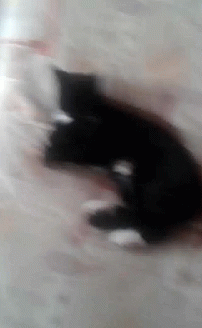 Mes Chat GIF - Mes Chat Trpp GIFs