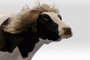 Cow Hair GIF - Cow Hair Fashion GIFs