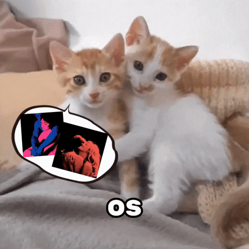 Os Tv Girl Cats GIF - Os Tv Girl Cats Iriselskerstorm GIFs