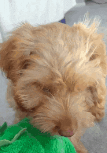 a close up of a dog 's face with a green towel in the background
