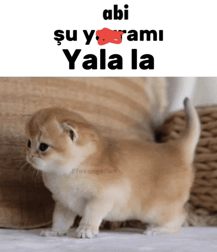 a picture of a kitten with the words " abi su y rami yala la " above it