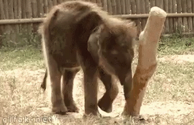 Fall GIF - Baby Elephant Scratch Fail GIFs