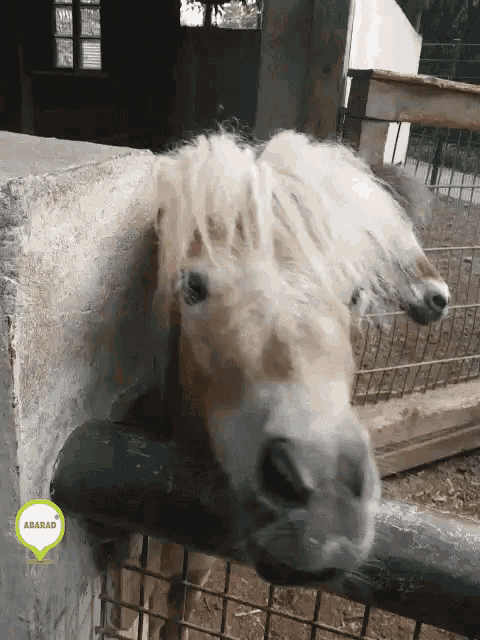 a horse behind a fence with a sticker that says akbarad on it