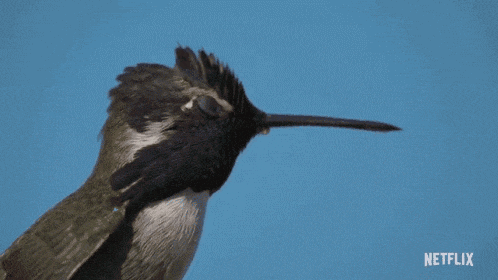 a bird with a speech bubble saying feedback form