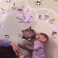 a person is holding a baby monkey and a stuffed monkey .
