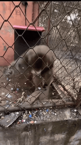 a dog behind a chain link fence with a pink container in the background
