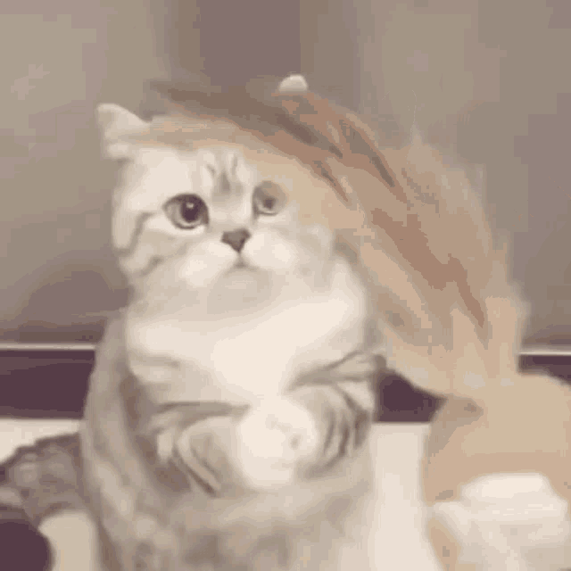 Cute Cute Cat GIF - Cute Cute Cat Cat Standing GIFs