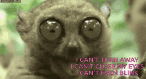 Cant Close My Eyes Cant Turn Away GIF - Cant Close My Eyes Cant Turn Away Tarsier GIFs