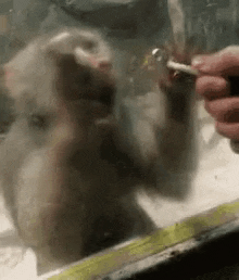 a monkey is looking through a glass door at a person .
