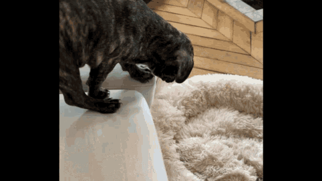 a dog standing on a white couch next to a fluffy rug