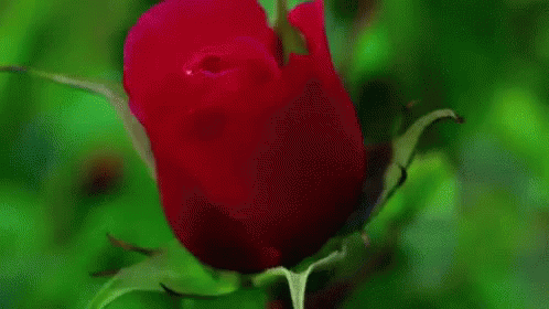 फूल लाल गुलाब खिलना सुन्दर प्यारा GIF - Gulab Phool Sundar GIFs