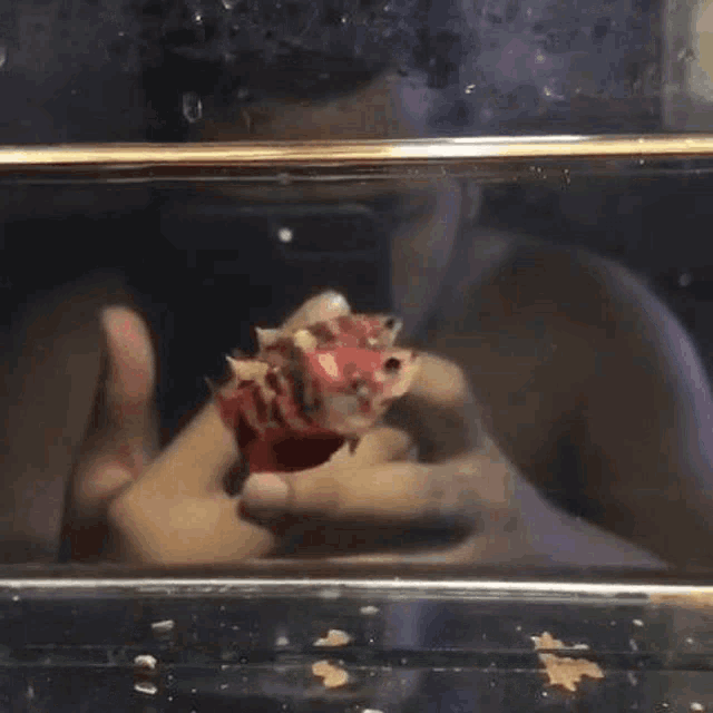 a person is holding a red fish in their hands in a tank .