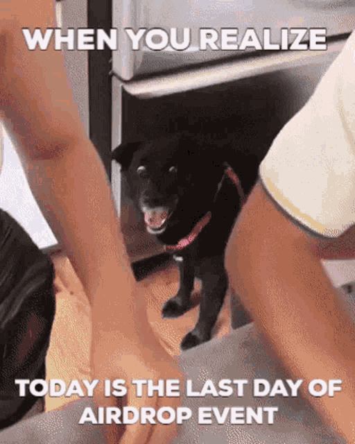 a black dog is standing on a counter next to a person 's arm .